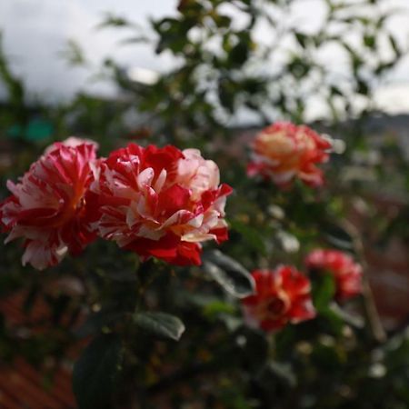 Homestay Doc Tinh ダラット エクステリア 写真