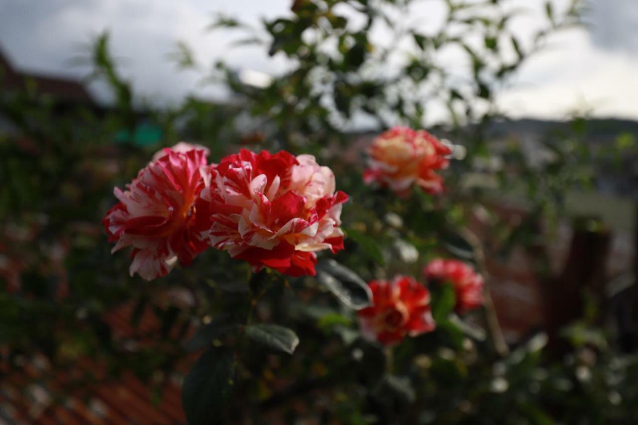 Homestay Doc Tinh ダラット エクステリア 写真