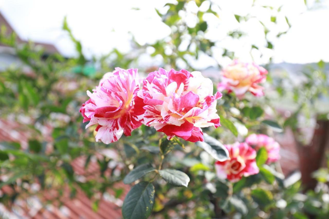 Homestay Doc Tinh ダラット エクステリア 写真